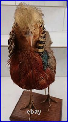 Faisan doré naturalisé (Taxidermie)