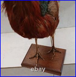 Faisan doré naturalisé (Taxidermie)