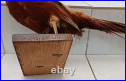 Faisan doré naturalisé (Taxidermie)