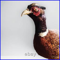 Faisan naturalisé / empaillé / pheasant / taxidermie / taxidermy