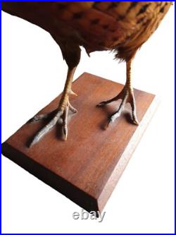 Faisan naturalisé / empaillé / pheasant / taxidermie / taxidermy