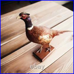 Faisan naturalisé / empaillé / pheasant / taxidermie / taxidermy