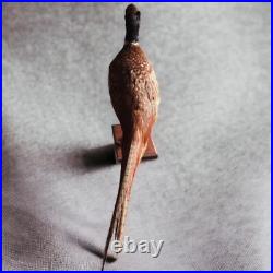 Faisan naturalisé / empaillé / pheasant / taxidermie / taxidermy
