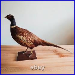 Faisan naturalisé / empaillé / pheasant / taxidermie / taxidermy
