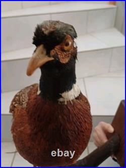 Faisan naturalisé (taxidermie)