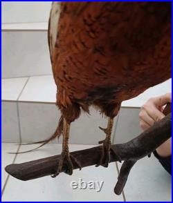 Faisan naturalisé (taxidermie)