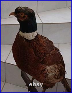 Faisan naturalisé (taxidermie)