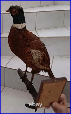 Faisan naturalisé (taxidermie)