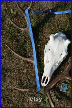 Fait pour commander des bois de cerf SET avec le vrai crâne de cerf Cerf rouge carpatien européen vrai crâne à la maison décoration crâne sculpture possible présent UNIQUE