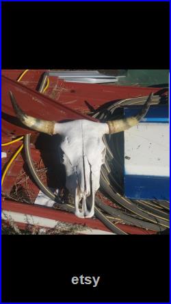 Fait sur commande. Real Long Horn Cow Skull -FREE SHIPPING- vérifier les détails