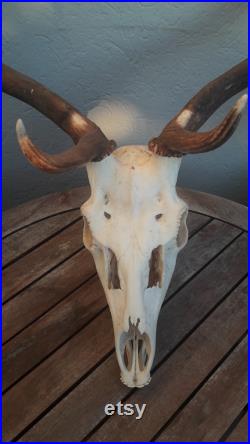 Fallow deer full skull crâne de daim avec mâchoire