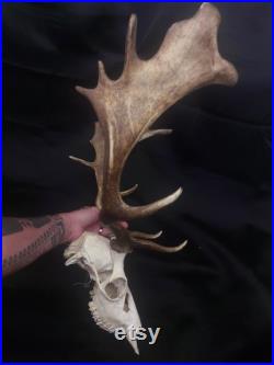 Fallow deer skull crâne de daim
