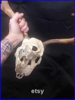 Fallow deer skull crâne de daim