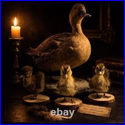 Famille de Canards en Taxidermie Canard + 3 Canetons