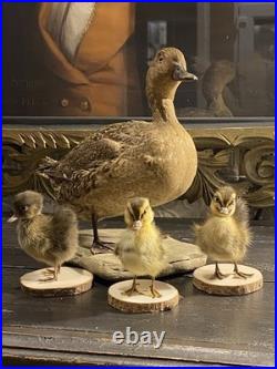 Famille de Canards en Taxidermie Canard + 3 Canetons