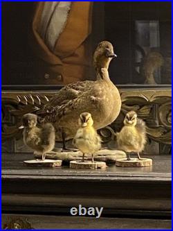 Famille de Canards en Taxidermie Canard + 3 Canetons