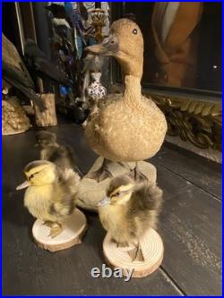 Famille de Canards en Taxidermie Canard + 3 Canetons