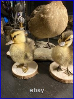 Famille de Canards en Taxidermie Canard + 3 Canetons