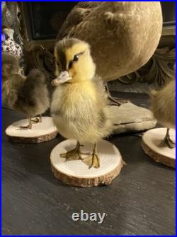Famille de Canards en Taxidermie Canard + 3 Canetons
