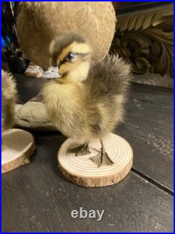 Famille de Canards en Taxidermie Canard + 3 Canetons