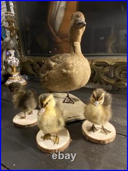 Famille de Canards en Taxidermie Canard + 3 Canetons