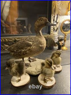 Famille de Canards en Taxidermie Canard + 3 Canetons