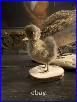 Famille de Canards en Taxidermie Canard + 3 Canetons