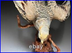 Farce, animaux, taxidermie du tétras des sables de Pallas (Syrrhaptes paradoxus)