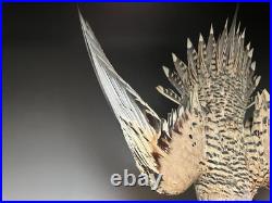 Farce, animaux, taxidermie du tétras des sables de Pallas (Syrrhaptes paradoxus)