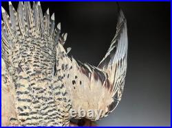 Farce, animaux, taxidermie du tétras des sables de Pallas (Syrrhaptes paradoxus)