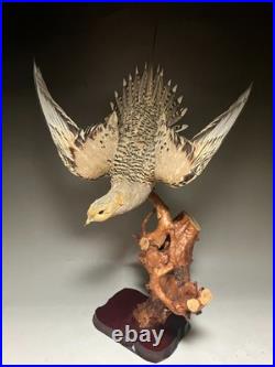 Farce, animaux, taxidermie du tétras des sables de Pallas (Syrrhaptes paradoxus)