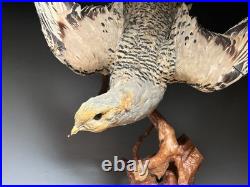 Farce, animaux, taxidermie du tétras des sables de Pallas (Syrrhaptes paradoxus)