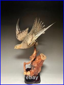 Farce, animaux, taxidermie du tétras des sables de Pallas (Syrrhaptes paradoxus)