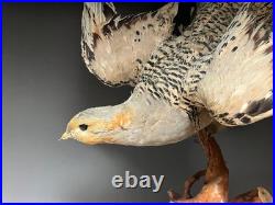 Farce, animaux, taxidermie du tétras des sables de Pallas (Syrrhaptes paradoxus)
