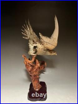 Farce, animaux, taxidermie du tétras des sables de Pallas (Syrrhaptes paradoxus)