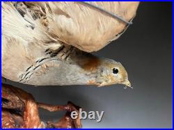 Farce, animaux, taxidermie du tétras des sables de Pallas (Syrrhaptes paradoxus)