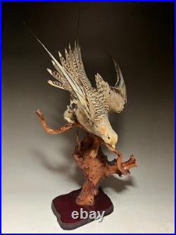 Farce, animaux, taxidermie du tétras des sables de Pallas (Syrrhaptes paradoxus)