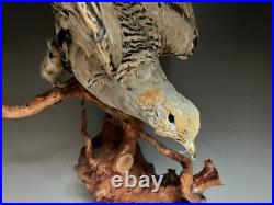 Farce, animaux, taxidermie du tétras des sables de Pallas (Syrrhaptes paradoxus)