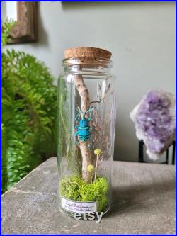 Fiole en verre eupholus