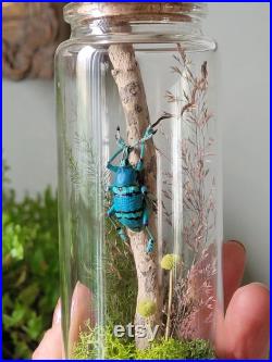 Fiole en verre eupholus