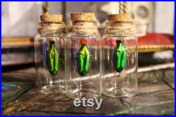Fiole en verre véritable CHALCOTHEA SMARAGDINA curiosité framed Naturalisé entomologie cabinet curiosity oddities cetoine