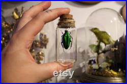 Fiole en verre véritable CHALCOTHEA SMARAGDINA curiosité framed Naturalisé entomologie cabinet curiosity oddities cetoine
