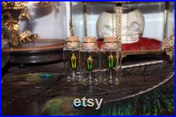 Fiole en verre véritable CHALCOTHEA SMARAGDINA curiosité framed Naturalisé entomologie cabinet curiosity oddities cetoine