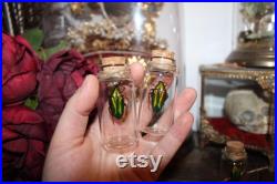 Fiole en verre véritable CHALCOTHEA SMARAGDINA curiosité framed Naturalisé entomologie cabinet curiosity oddities cetoine