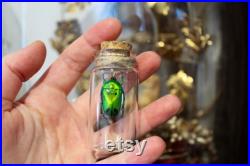 Fiole en verre véritable Heterorrhina sexmaculata curiosité framed Naturalisé entomologie cabinet curiosity oddities cetoine