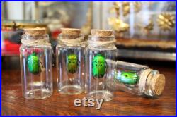 Fiole en verre véritable Heterorrhina sexmaculata curiosité framed Naturalisé entomologie cabinet curiosity oddities cetoine