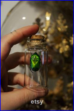 Fiole en verre véritable Heterorrhina sexmaculata curiosité framed Naturalisé entomologie cabinet curiosity oddities cetoine