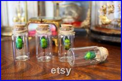 Fiole en verre véritable Heterorrhina sexmaculata curiosité framed Naturalisé entomologie cabinet curiosity oddities cetoine