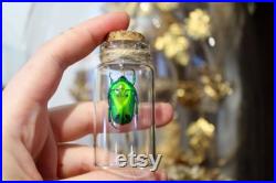 Fiole en verre véritable Heterorrhina sexmaculata curiosité framed Naturalisé entomologie cabinet curiosity oddities cetoine