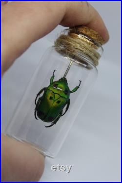 Fiole en verre véritable Heterorrhina sexmaculata curiosité framed Naturalisé entomologie cabinet curiosity oddities cetoine